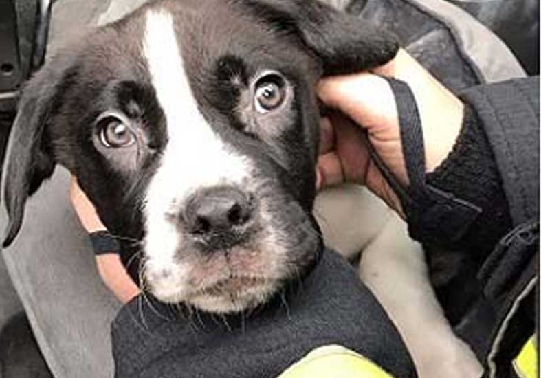 Animal rescue London Fire Brigade