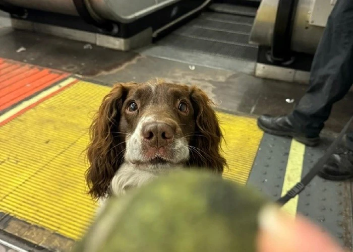 Simba looking at a ball on the London Underground