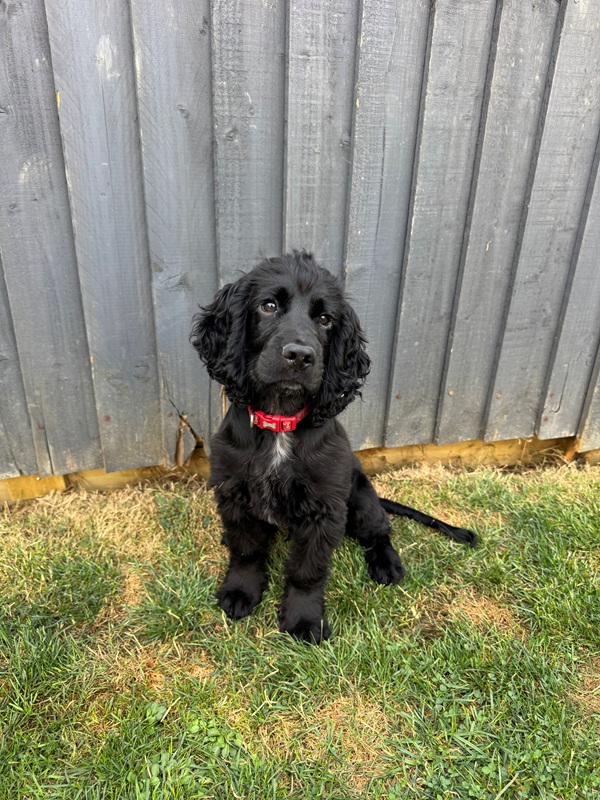Cocker Spaniel puppy, Chase, sitting on the grass in front of a fence wearing a red collar